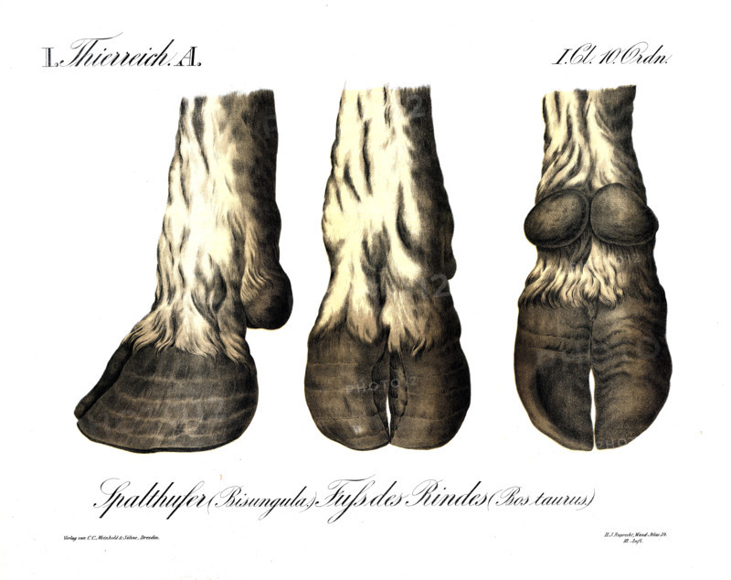 Animal kingdom, anatomy, cloven ungulate, bisungula, bovine foot, Bos taurus, reproduction of a historical school picture, mural or teaching chart, authentic, exact date unknown.