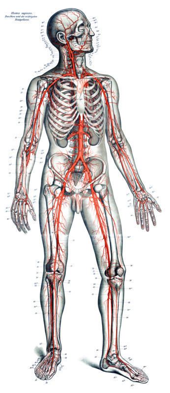 Anatomy