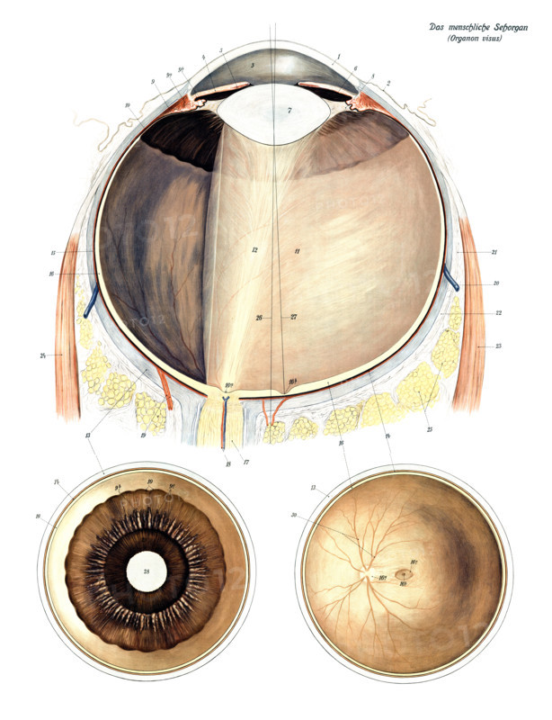 Anatomy