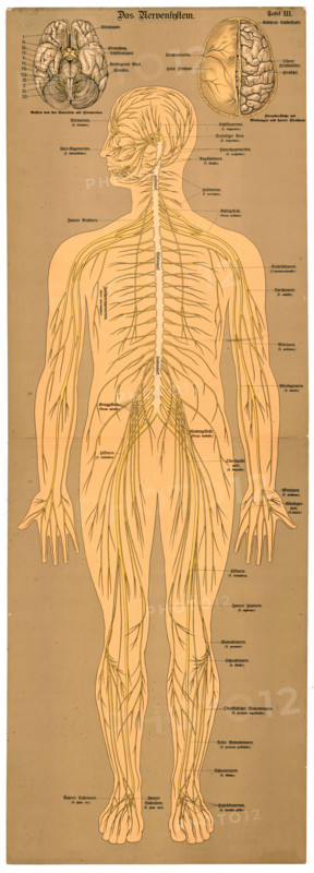 Anatomy