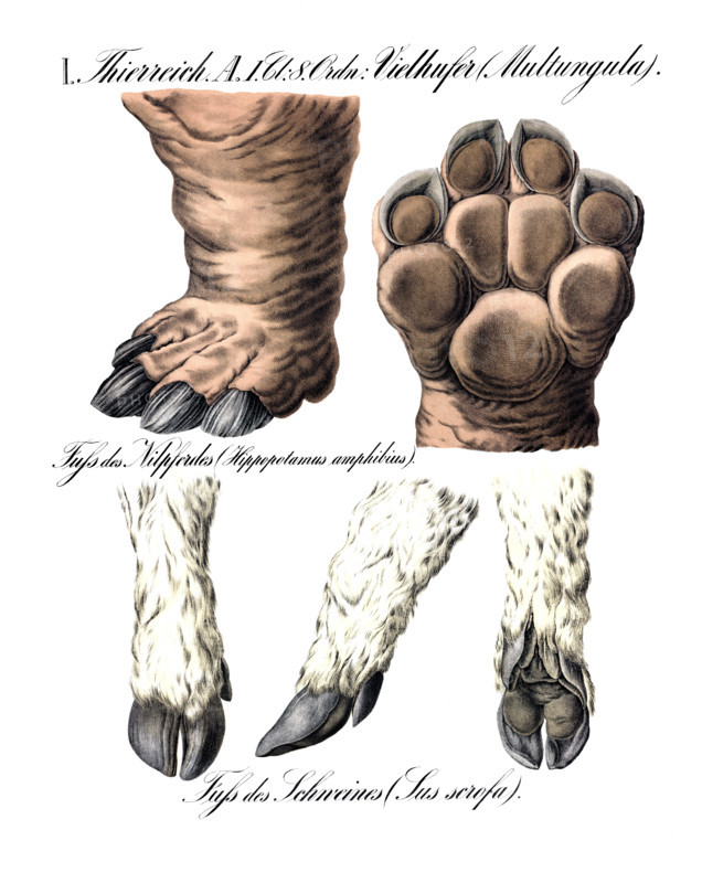 Anatomy, animal kingdom, multi-ungulates, Multungula, hippopotamus foot, Hippopotamus Amphibius and pig foot, Sus scrofa, reproduction of a historical school picture, mural or teaching chart, authentic, exact date unknown.