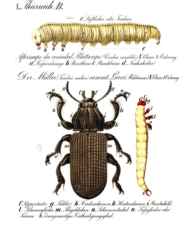 Anatomy of the animal kingdom