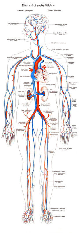 System of blood vessels and lymphatic vessels