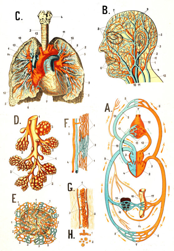 The human cardiovascular system and the structure of the respiratory organs