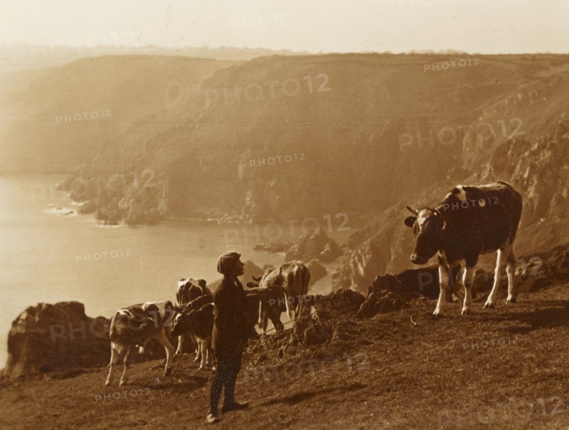 United Kingdom, young boy with cow at Cliffs of Icart in Guernsey Island, 1950 circa