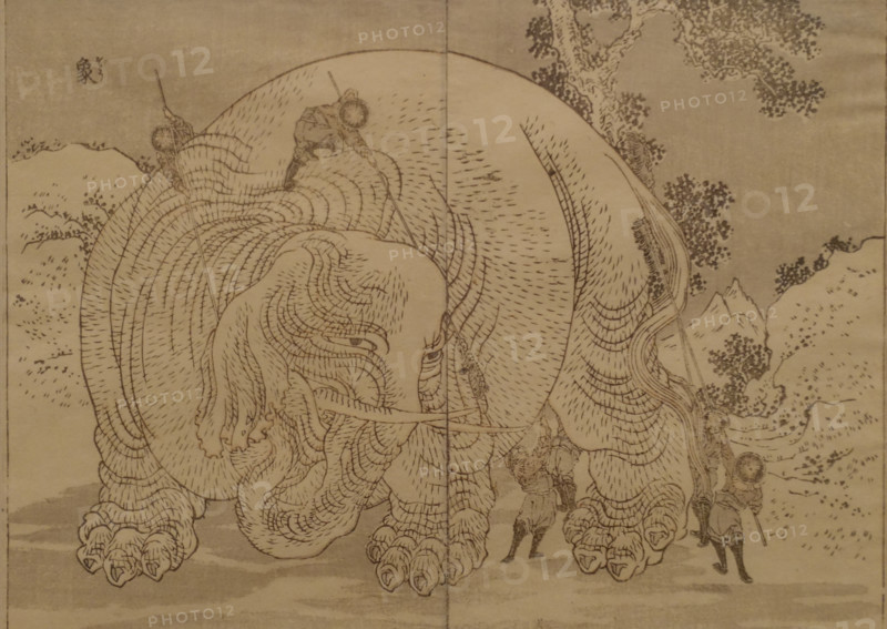 Elephant