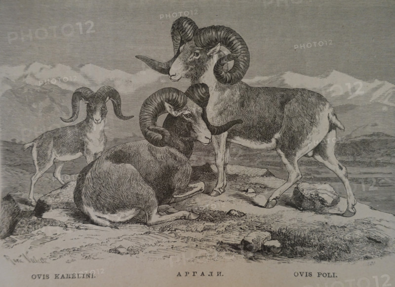 Argali