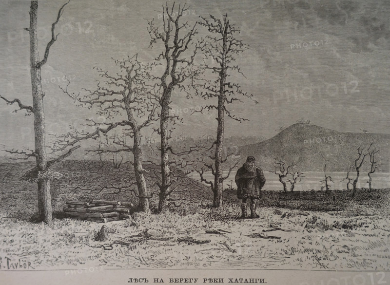 Forest on the bank of the Khatanga River