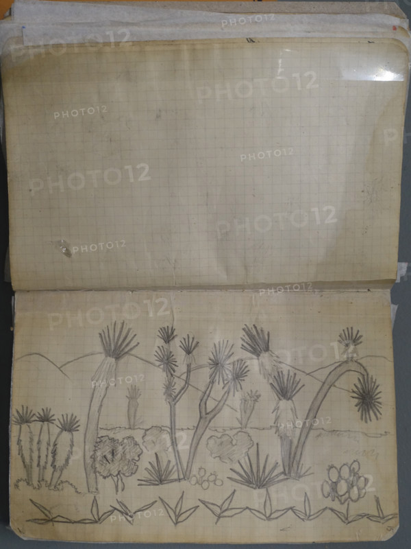 Drawing of cacti against the backdrop of mountains