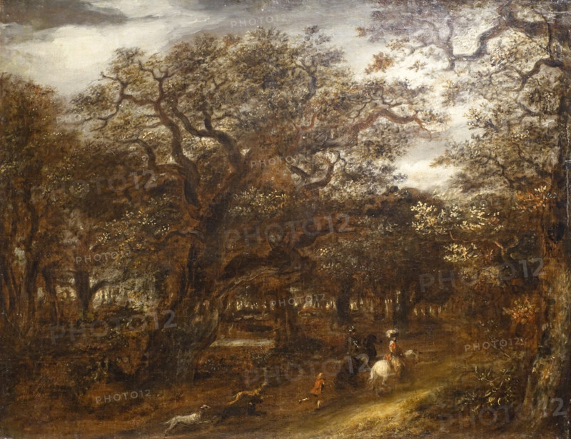 Forest landscape
