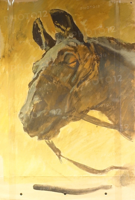 Horse head