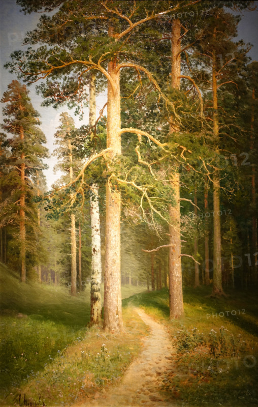 Road in a pine forest