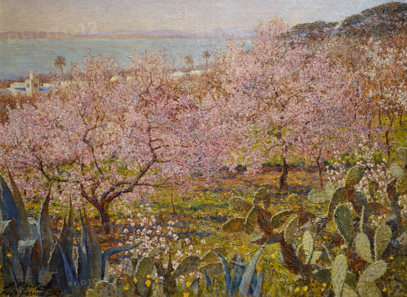 Almond trees
