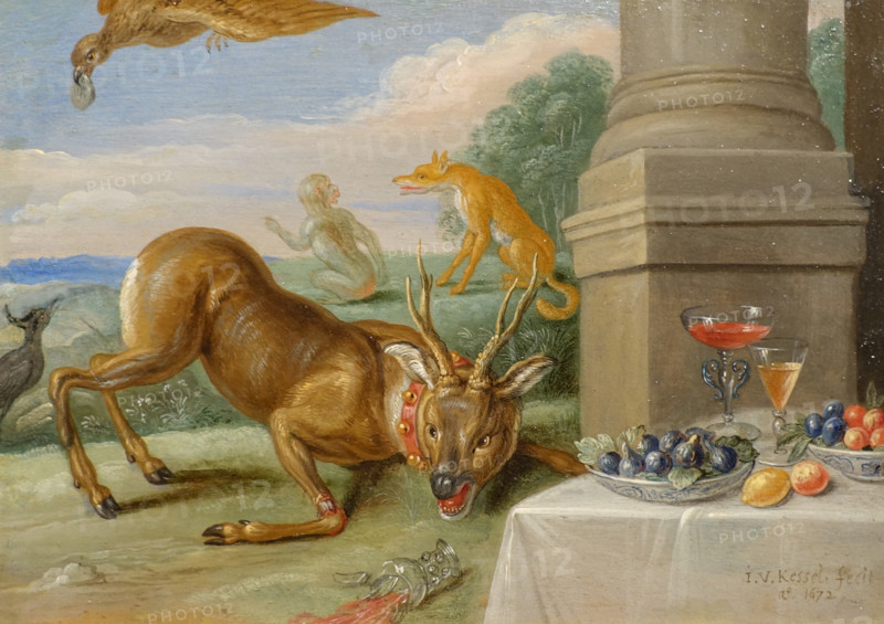 Sick Roe Deer