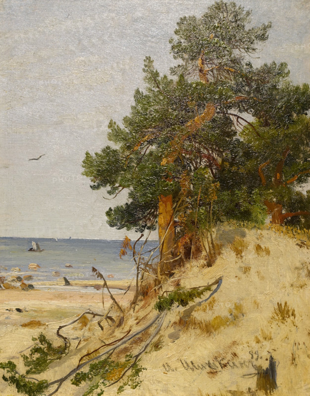 Pines on the gulf coast