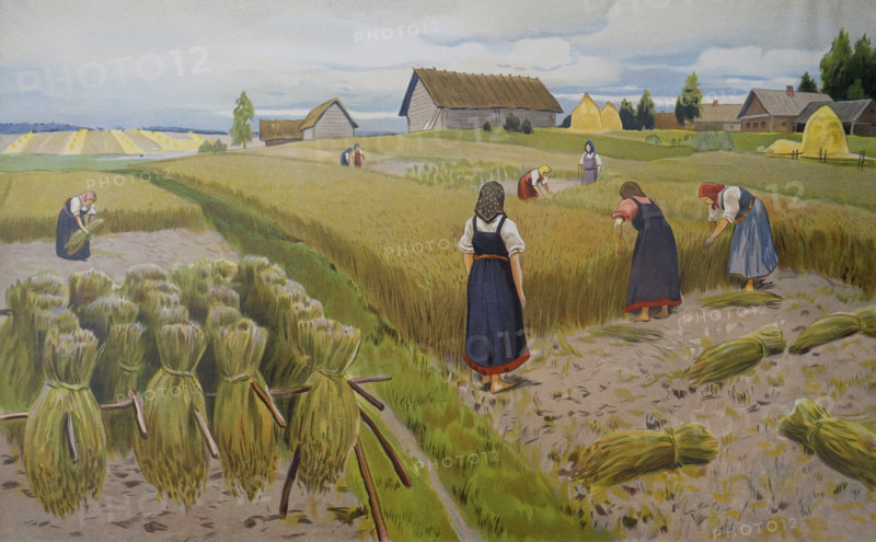 Flax harvesting