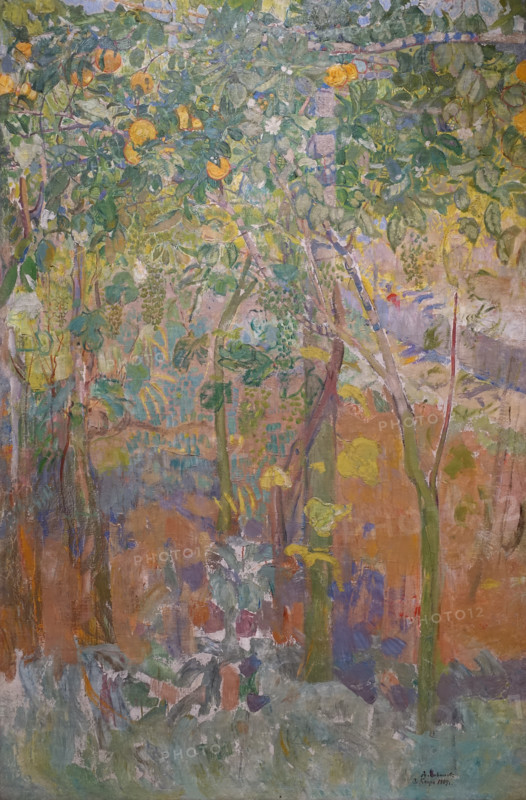 Orange Trees