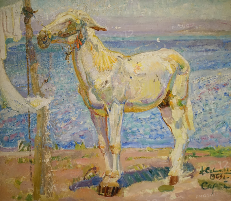 White Mule by the Sea