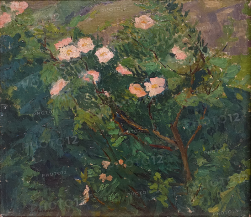 Blooming Rosebush