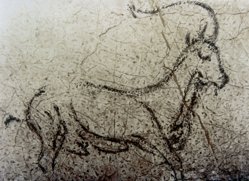 Cueva de la Pileta (Cave of the Pool). Cave painting depicting a mountain goat. Upper Paleolithic. Benaojan, Serrania de Ronda, Malaga province, Andalusia, Spain.
