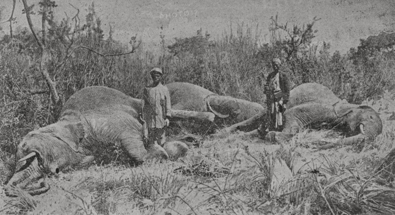 Africa. Elephant hunters. Photogravure from a photograph by Mr. Ernest Gedge, Imperial British East Africa Company. ""La conquista de Africa"" (The conquest of Africa), by Alfredo Opisso. Volume III. Published in Barcelona (Spain) by Molinas y Maza editores, 1911.