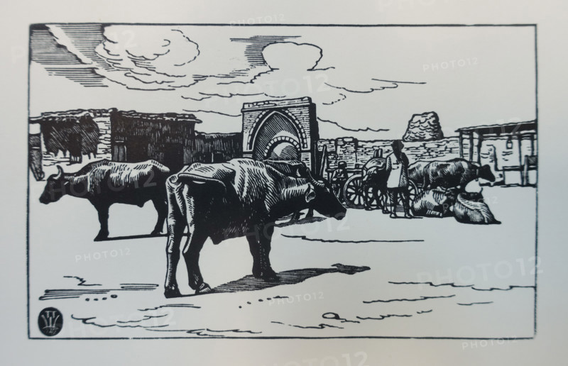 Yerevan. Buffaloes. 1929. Pavel Aleksandrovich Shillingovsky (1881-1942).