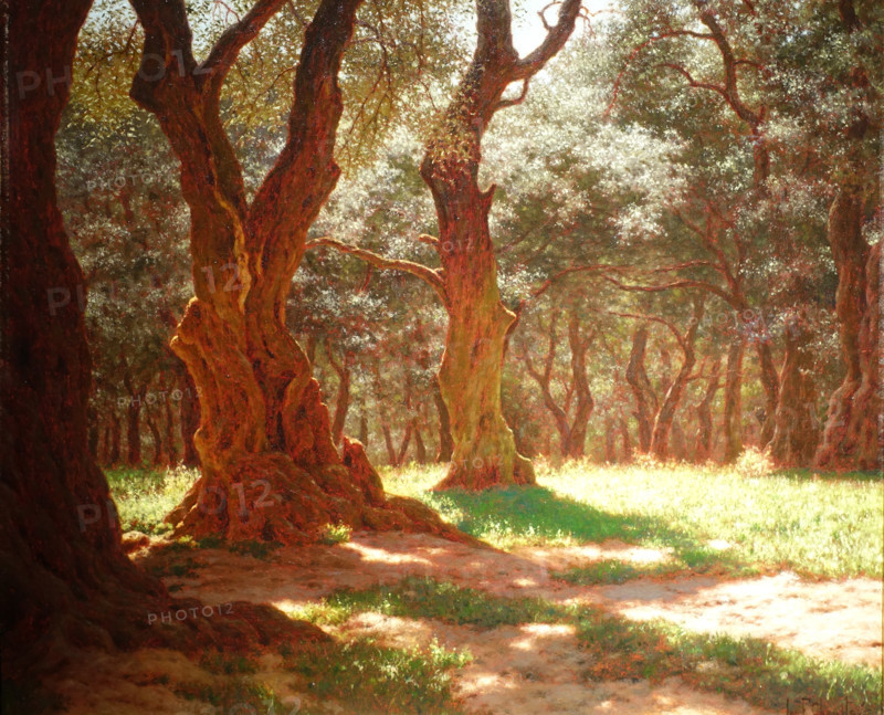 Olive grove at Cap Martin
