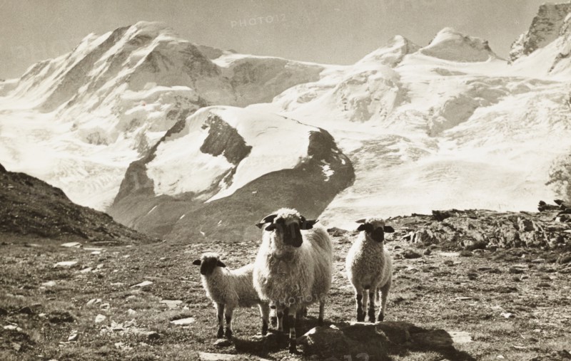 On Rotenboden above Zermatt, Lyskamm, Castor and Pollux, Switzerland