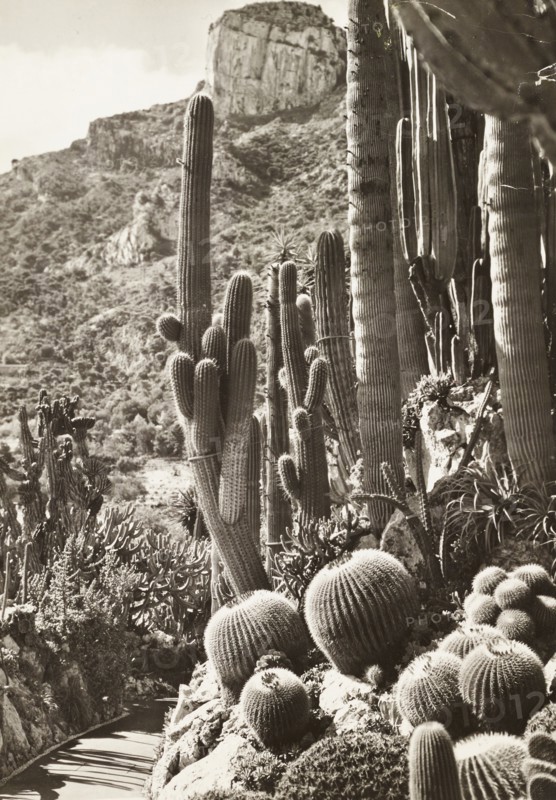 Exotic Garden of Monaco, Monte Carlo, Principality of Monaco