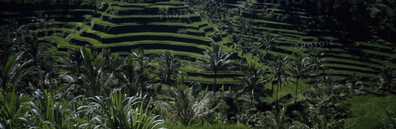 INDONESIA, Bali,  Rice paddy fields in terraces with palm trees