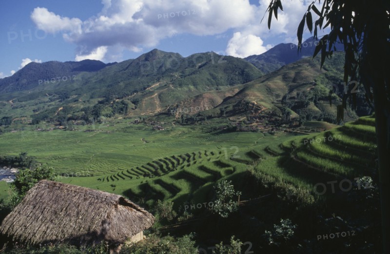 VIETNAM, North, Sapa, Rice terraces on the foothills of mountains