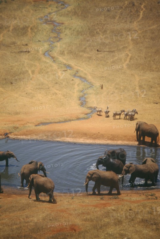 WILDLIFE, Big Game, Elephants, African Elephant herd (loxodonta africana) at watering hole on dry savannah in Tsavo Kenya