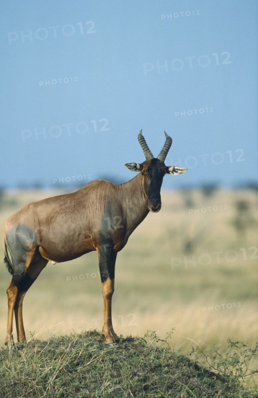WILDLIFE, Topi, Single Topi (damalascus lunatus) standing on a mound as a lookout for the herd on the Masai Mara Kenya