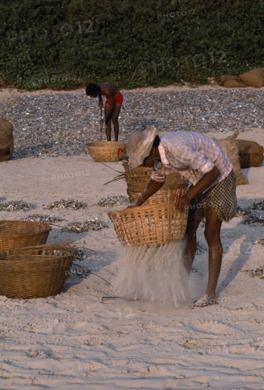 INDIA, Goa, Colva Beach, Men sifting sand from sun dried fish in baskets