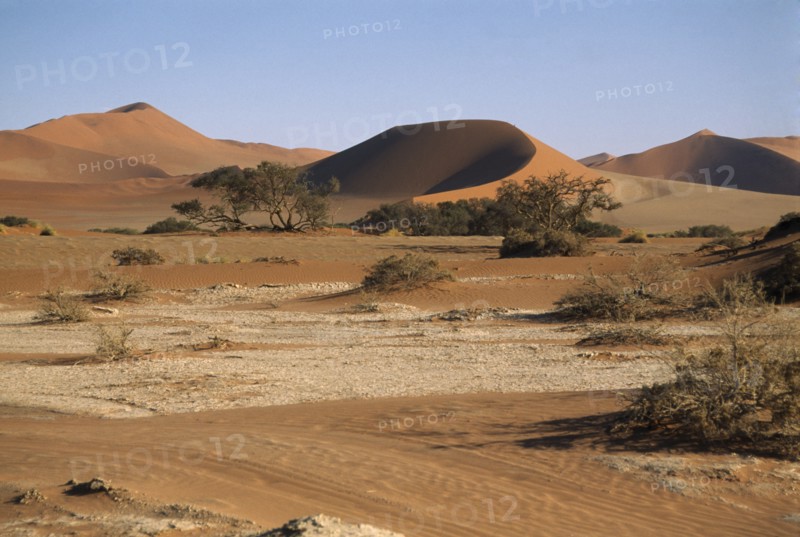NAMIBIA, Namib Desert, Sossusvlei, Sand dunes and desert plants in clay pan