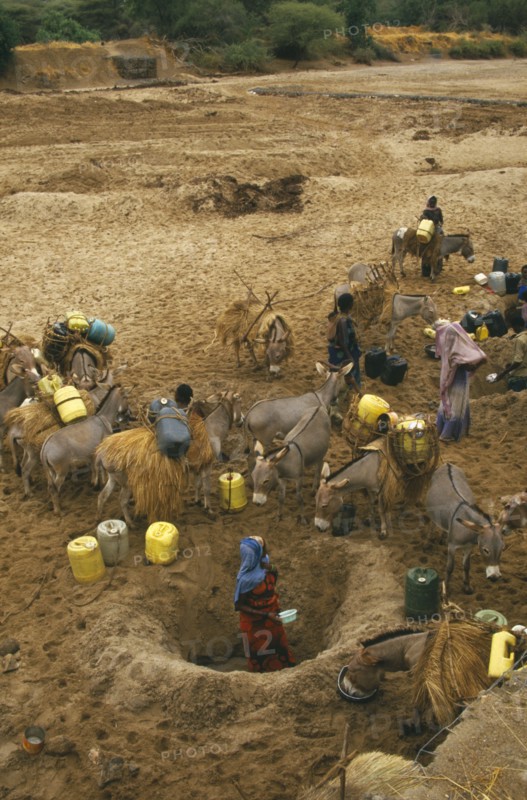 KENYA, Drought, NOT IN LIBRARY Boran women digging deep holes for water in a dry river bed with donkeys nearby laden with water barrels