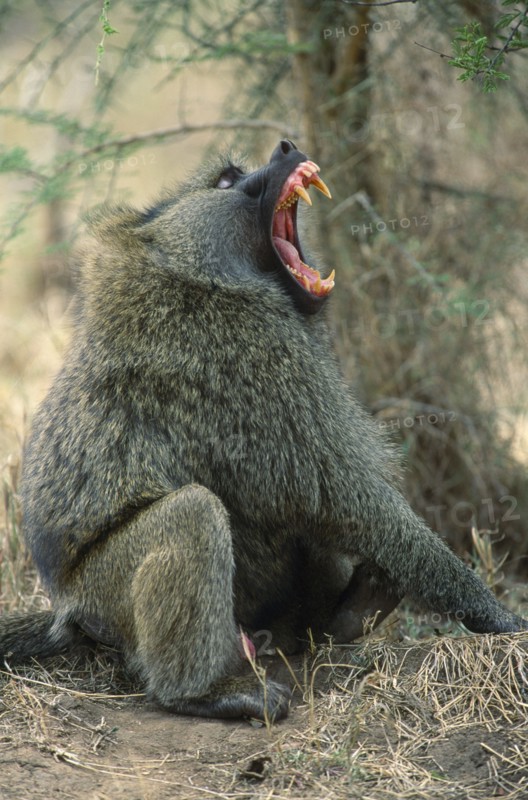 WILDLIFE, Apes, Baboons, Baboon with mouth wide open baring teeth