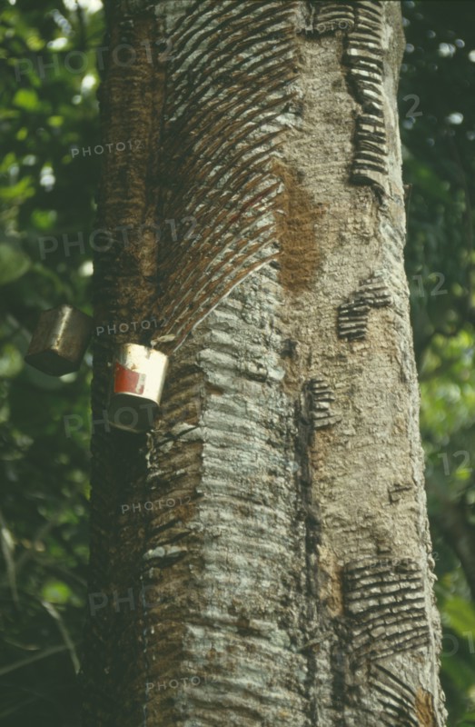 BRAZIL, Amazonas, Amazon, Rubber tree tapping devices