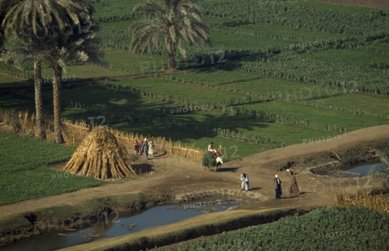 EGYPT, Nile Valley, Farming landscape  beside the River Nile near El Minya