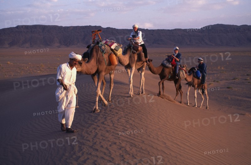 MOROCCO, Zagora Camel Trek, Guide leads Camels through the Desert