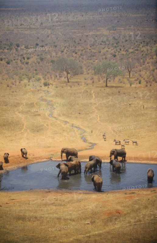 WILDLIFE, Big Game, Elephants, African Elephant herd (loxodonta africana) at watering hole on dry savannah in Tsavo Kenya