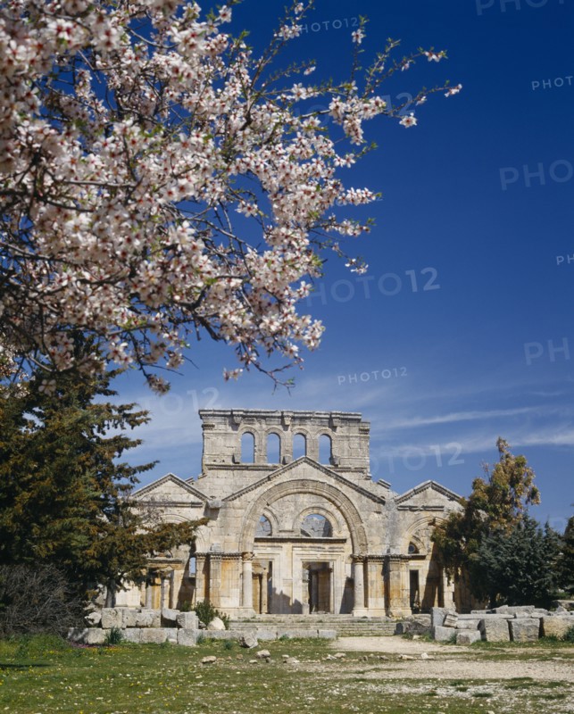 SYRIA, Near Aleppo, Qalaat Samaan, The Basilica of St Simeon.  Ruins with tree in blossom in the foreground.