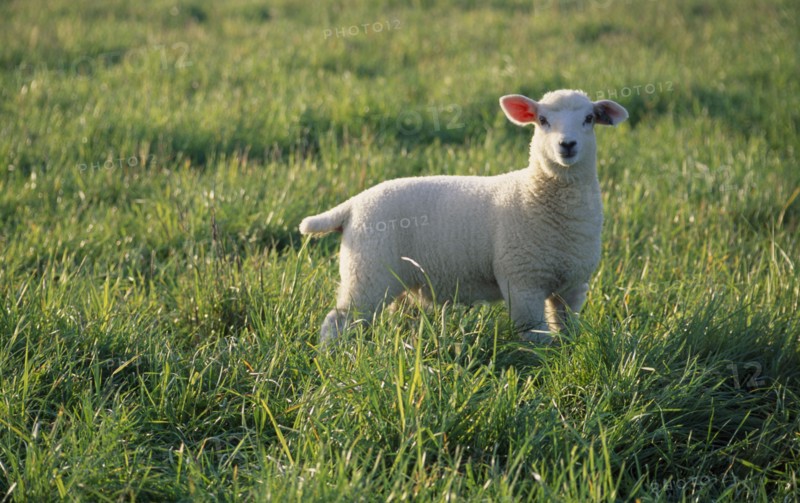 AGRICULTURE, Farming, Sheep, Lamb standing in green field