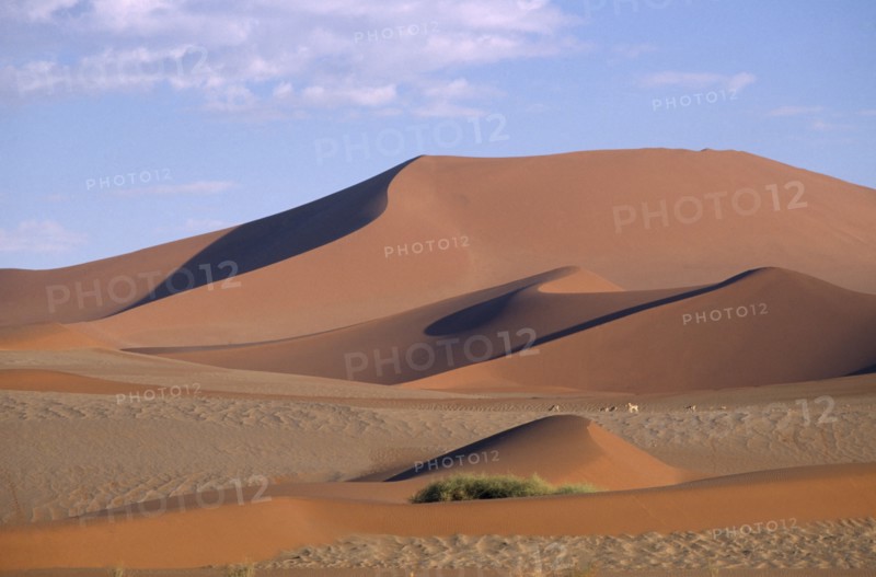 NAMIBIA, Namib Desert, Desert landscape of sand dunes with a herd of gazelle grazing