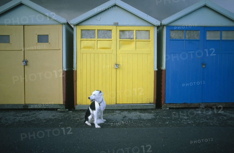 ENGLAND, East Sussex, Hove, Black and white dog sitting in front of beach huts on the seafront