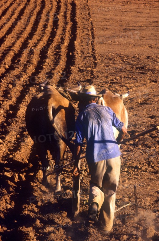 CUBA, Pinar Del Rio, Farming, Man ploughing field with oxon