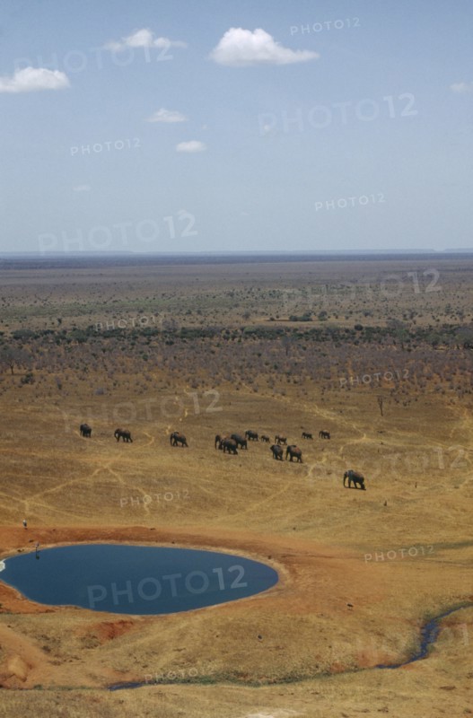 WILDLIFE, Big Game, Elephants, African Elephant Herd (loxodonta africana) walking across dry savannah away from watering hole in Tsavo Kenya
