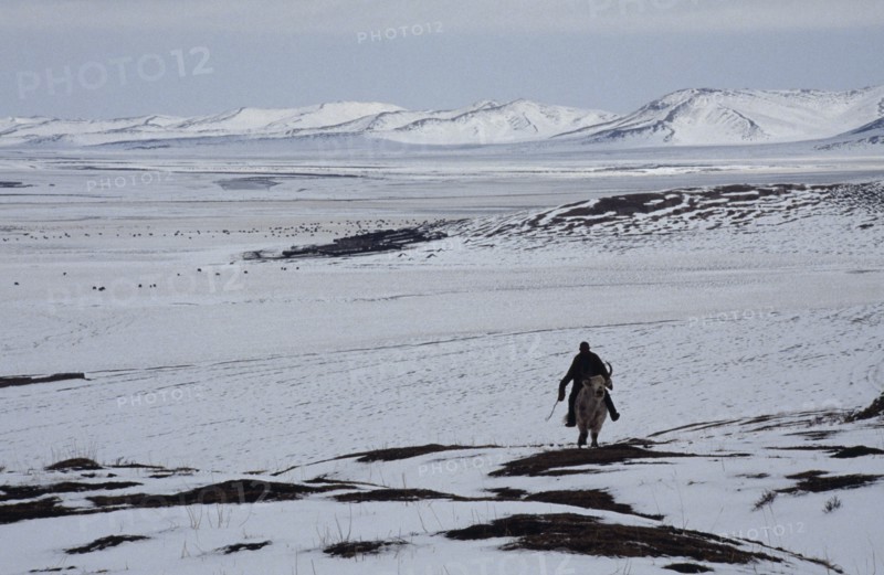 CHINA, Sichuan, Zoige, Man riding yak through snow covered landscape.