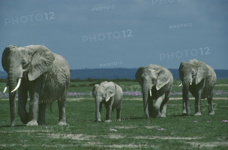 WILDLIFE, Big Game , Elephants, Male African Elephant (loxodonta africana) with two females and one baby walking on savannah Amboseli Kenya