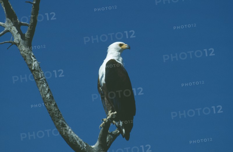WILDLIFE, Birds, African Fish Eagle, African Fish Eagle (hallaeetus vocifer) sitting in a tree looking to the side at Amboseli Kenya